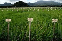 New salt-tolerant rice strain could help in fight for food security