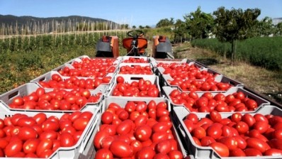 Doubled Indian tomato prices deliver surge in puree and ketchup