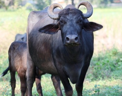 Indonesia hopes to create more interest in buffalo meat