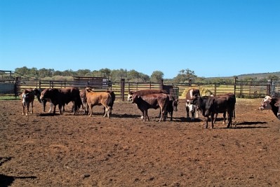 Australia's Northern Territory covers about one sixth of the country and is a key cattle hub