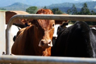 Australia faces scrutiny over Mauritius pregnant cow exports