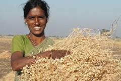 India-led team decodes genome sequence of the chickpea