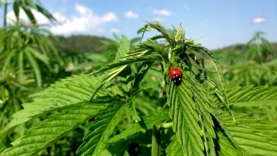 Farmers plan huge cannabis expansion to cash in on hemp foods ruling