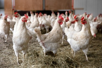 Research into poultry health and performance is being funded by the Discovery Early Career Research Award