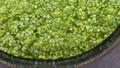 The water lentil: The “world's most nutritionally complete and sustainable food source?