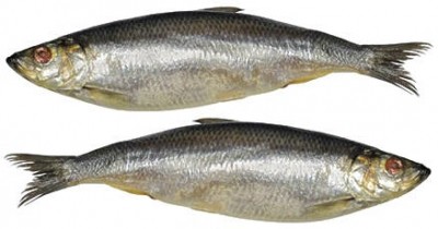 Herring enzymes hold key to long life