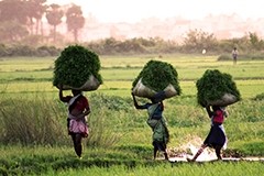 FAO anticipates record-breaking Asian rice crop
