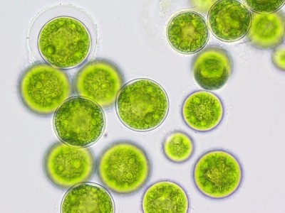 Qualitas derives its algal oil from a salt water, photosynthetic species of algae called Nannochloropsis oculata