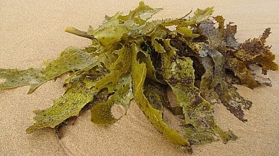 Algin is an extract of seaweed used as a thickener, gelling agent and emulsifier in the food and pharmaceutical industries