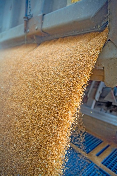 Great expectations for Russian and Ukrainian wheat