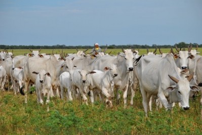 Brazil's beef market has been driven by a lack of finished cattle, according to Rabobank. 