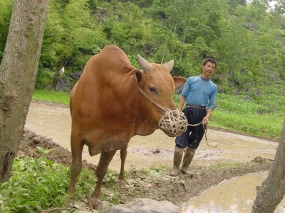 China's local beef production cannot meet demand