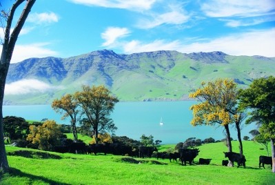 Demand for NZ beef has been particularly strong in North America and North Asia