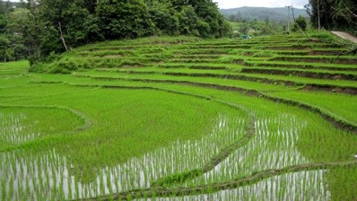 No rice stock shocks yet in spite of El Niño