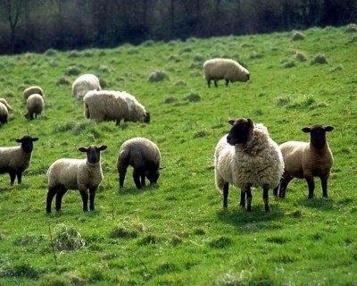 Fall in New Zealand lamb numbers