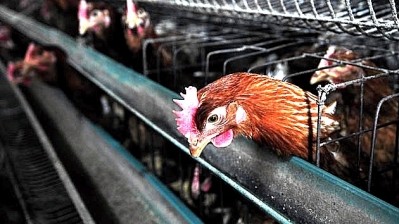 US poultry industry says China's blanket ban is 'unjustified'