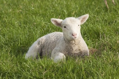 China has become New Zealand largest market for lamb