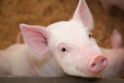 Australian schoolchildren are to be educated on pork traceability