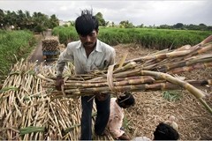 Lobbies wade into Indian sugar regulation debate 