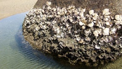 Sydney oysters found to act as sensitive contamination indicators