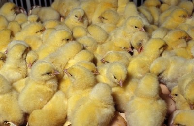 KFC China supplier denies part in chicken feed scandal  