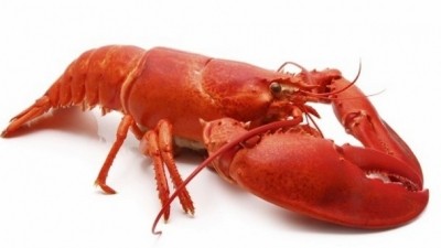 China drives global lobster demand as supplies tighten