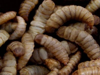 UK team shows insect feed comparable to fishmeal
