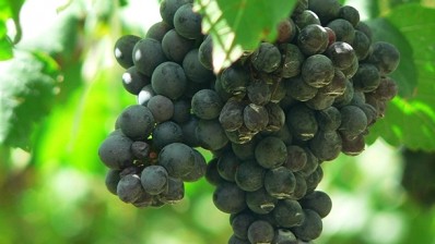 Researchers develop tool to unlock genetics of grape growing