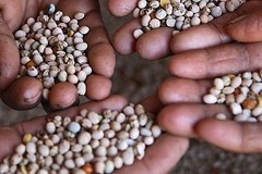 Changing farm preferences causing Indian seeds to sprout 