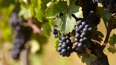 Grapes (and wine drinkers) owe a debt to 30m-year-old viruses