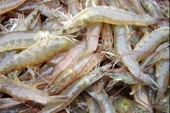 Japan’s ethoxyquin regulation change starting to hit shrimp exporters