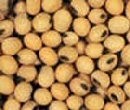 Priya Food Products targets India's processed soya market