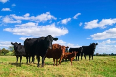 The proposed NewCo co-operative is designed to help cattle farmers in New Zealand