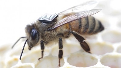 The bees will wear micro-sensors on their backs