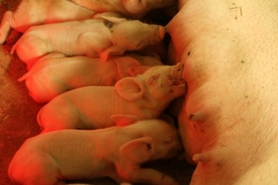 One project developed a performance enhancer pre-mix for weaned pigs