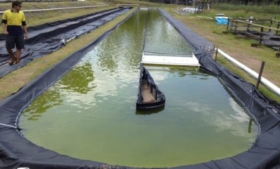 A pilot algae farm at the University of Queensland shows how microalgae derived cattle feed can be produced at low cost 