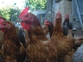 Avian influenza haunts Asian poultry sector