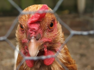 The H7N9 strain of bird flu has killed 44 people