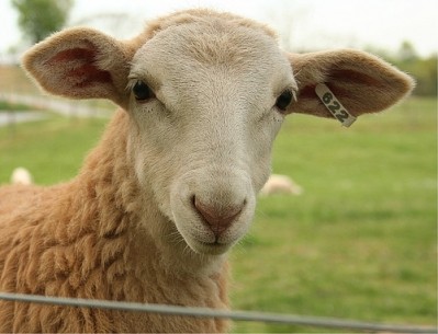 Kiwi sheep meat faces EU blues, says report