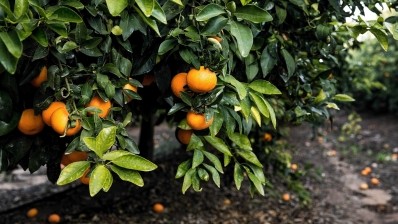 Selling mandarins to the Chinese: Israeli growers target Far East