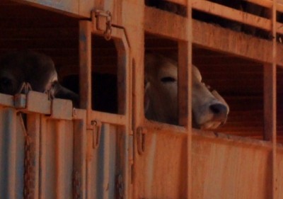 Welfare groups have raised concerns over animals exported live to Indonesia