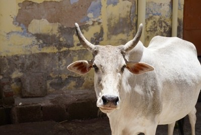Cows are sacred in India and consumption of beef in the country is considered taboo