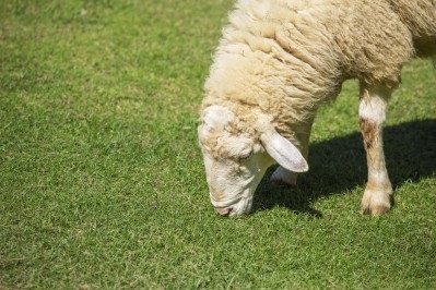 The price potential for sheep and lamb could be capped this year, warned the MLA