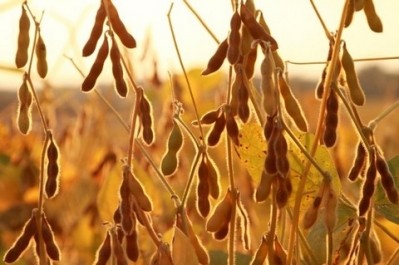 'No concerns': EFSA has given Monsanto the thumbs up for its SDA-rich genetically modified soybean crop.