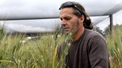 Jason Able with durum wheat in a plant-breeding trial