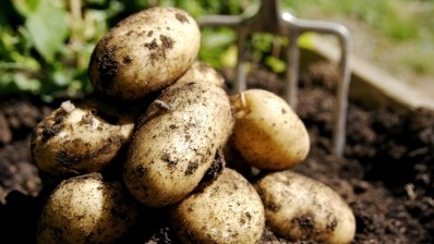 Potato named as China’s newest staple