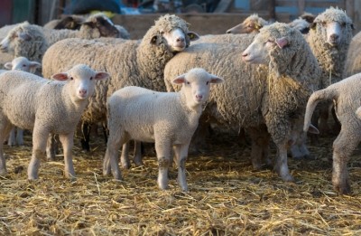 A $3 million investment is being made in sheep health in Australia