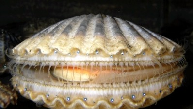 Chinese scallop prices soar after EU lifts import ban