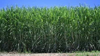 Aussies find way to improve sugar yields through new bacterium