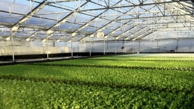 Dubai hydroponics investor launches global food security fund